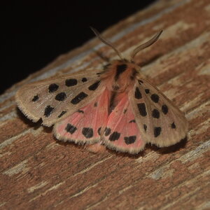 Arctiidae- Arctiinae-Chelis maculosa, Gagnières, DSC_0368