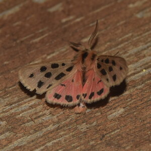 Arctiidae- Arctiinae-Chelis maculosa, Gagnières, DSC_0369