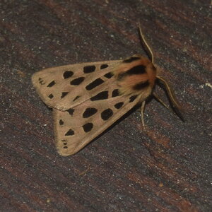 Arctiidae- Arctiinae-Chelis maculosa, Gagnières, DSC_0372  3 