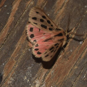 Arctiidae- Arctiinae-Chelis maculosa, Gagnières, DSC_0372