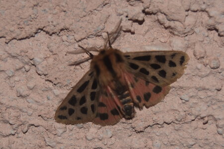 Arctiidae- Arctiinae-Chelis maculosa, Gagnières, DSC_0374  2 