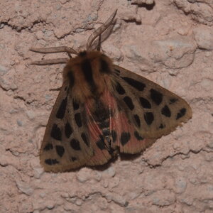 Arctiidae- Arctiinae-Chelis maculosa, Gagnières, DSC_0375  2 