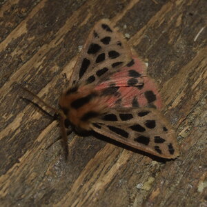 Arctiidae- Arctiinae-Chelis maculosa, Gagnières, DSC_0400