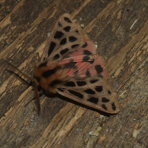 Arctiidae- Arctiinae-Chelis maculosa, Gagnières, DSC_0401