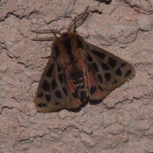 Arctiidae- Arctiinae-Chelis maculosa, Gagnières, DSC_0402