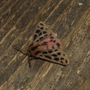 Arctiidae- Arctiinae-Chelis maculosa, Gagnières, DSC_0405