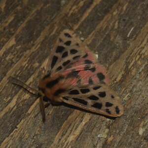 Arctiidae- Arctiinae-Chelis maculosa, Gagnières, DSC_0406