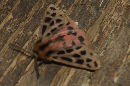 Arctiidae- Arctiinae-Chelis maculosa, Gagnières, DSC_0409