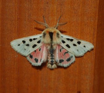Arctiidae- Arctiinae-Chelis maculosa, Gagnières, DSC_0583