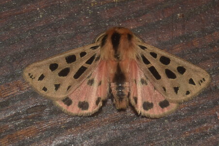 Arctiidae- Arctiinae-Chelis maculosa, Gagnières, DSC_0640