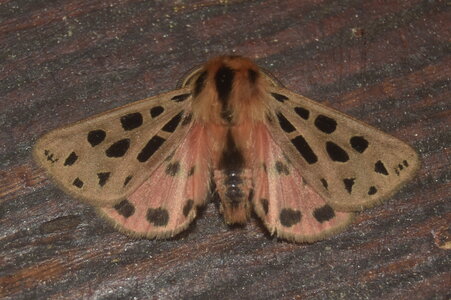 Arctiidae- Arctiinae-Chelis maculosa, Gagnières, DSC_0642