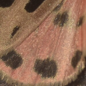 Arctiidae- Arctiinae-Chelis maculosa, Gagnières, DSC_0644