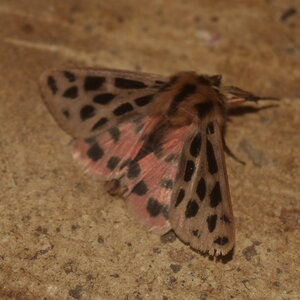 Arctiidae- Arctiinae-Chelis maculosa, Gagnières, DSC_0712
