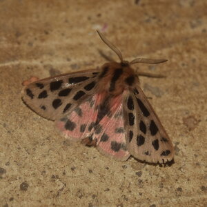 Arctiidae- Arctiinae-Chelis maculosa, Gagnières, DSC_0714
