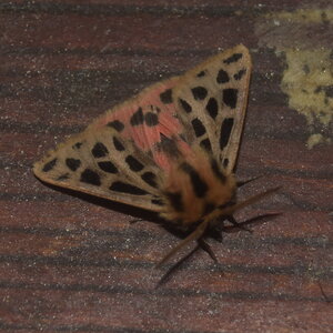 Arctiidae- Arctiinae-Chelis maculosa, Gagnières, DSC_0715