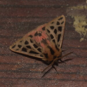 Arctiidae- Arctiinae-Chelis maculosa, Gagnières, DSC_0716