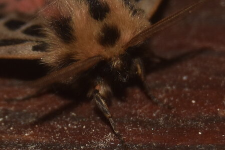 Arctiidae- Arctiinae-Chelis maculosa, Gagnières, DSC_0719