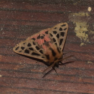 Arctiidae- Arctiinae-Chelis maculosa, Gagnières, DSC_0724