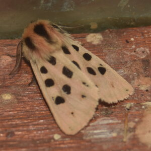 Arctiidae- Arctiinae-Chelis maculosa, Gagnières, DSC_0746