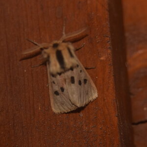 Arctiidae- Arctiinae-Chelis maculosa, Gagnières, DSC_0750