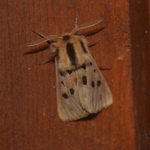 Arctiidae- Arctiinae-Chelis maculosa, Gagnières, DSC_0760