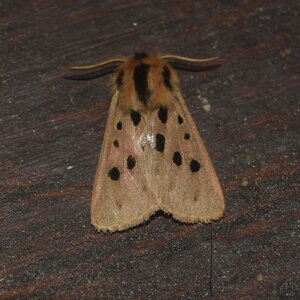 Arctiidae- Arctiinae-Chelis maculosa, Gagnières, DSC_0774