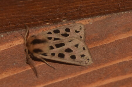 Arctiidae- Arctiinae-Chelis maculosa, Gagnières, DSC_0783