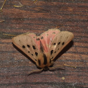Arctiidae- Arctiinae-Chelis maculosa, Gagnières, DSC_0787