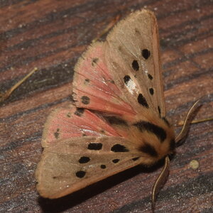 Arctiidae- Arctiinae-Chelis maculosa, Gagnières, DSC_0793