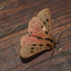 Arctiidae- Arctiinae-Chelis maculosa, Gagnières, DSC_0794