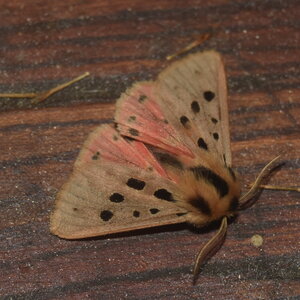 Arctiidae- Arctiinae-Chelis maculosa, Gagnières, DSC_0798