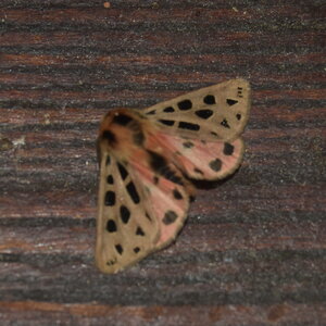 Arctiidae- Arctiinae-Chelis maculosa, Gagnières, DSC_0884