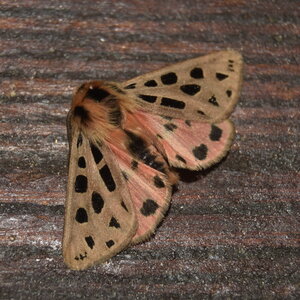 Arctiidae- Arctiinae-Chelis maculosa, Gagnières, DSC_0888