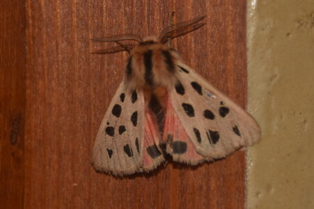 Arctiidae- Arctiinae-Chelis maculosa, Gagnières, DSC_0939