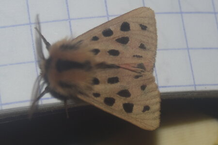 Arctiidae- Arctiinae-Chelis maculosa, Gagnières, DSC_1010