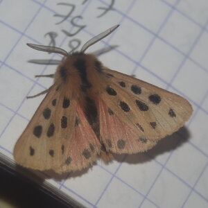 Arctiidae- Arctiinae-Chelis maculosa, Gagnières, DSC_1012