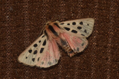 Arctiidae- Arctiinae-Chelis maculosa, Gagnières, DSC_1015