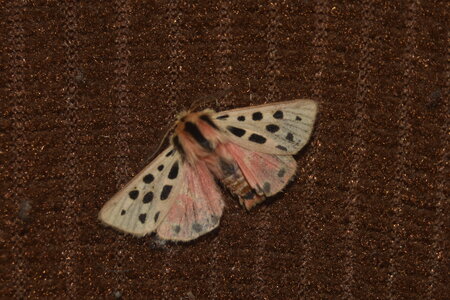 Arctiidae- Arctiinae-Chelis maculosa, Gagnières, DSC_1017