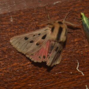 Arctiidae- Arctiinae-Chelis maculosa, Gagnières, DSC_1018  2 