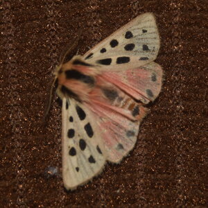 Arctiidae- Arctiinae-Chelis maculosa, Gagnières, DSC_1025