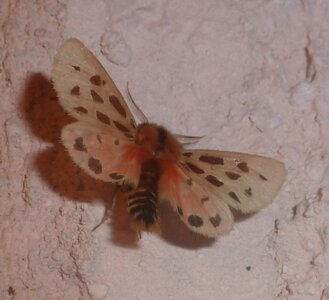 Arctiidae- Arctiinae-Chelis maculosa, Gagnières, P1090581
