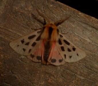Arctiidae- Arctiinae-Chelis maculosa, Gagnières, P1090587