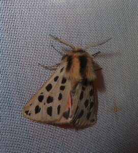 Arctiidae- Arctiinae-Chelis maculosa, Gagnières, P1100062
