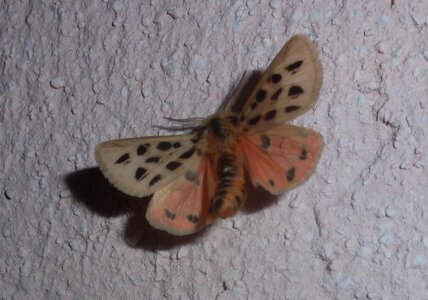 Arctiidae- Arctiinae-Chelis maculosa, Gagnières, P1100072
