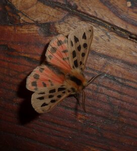 Arctiidae- Arctiinae-Chelis maculosa, Gagnières, P1180362A