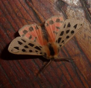 Arctiidae- Arctiinae-Chelis maculosa, Gagnières, P1180367A
