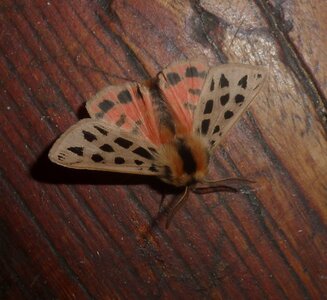 Arctiidae- Arctiinae-Chelis maculosa, Gagnières, P1180375A