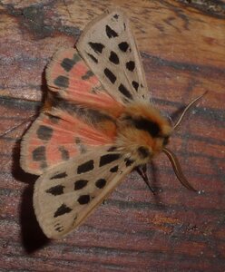 Arctiidae- Arctiinae-Chelis maculosa, Gagnières, P1180378A