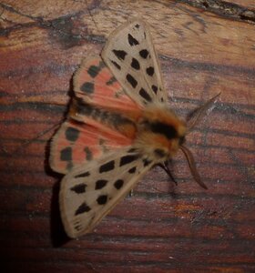 Arctiidae- Arctiinae-Chelis maculosa, Gagnières, P1180382A