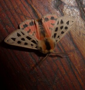 Arctiidae- Arctiinae-Chelis maculosa, Gagnières, P1180386A
